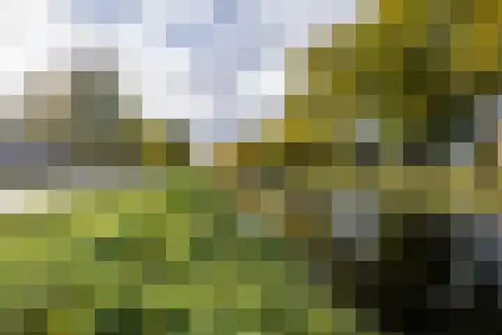 Rozemarijntuin 27 Assen thumbnail 38