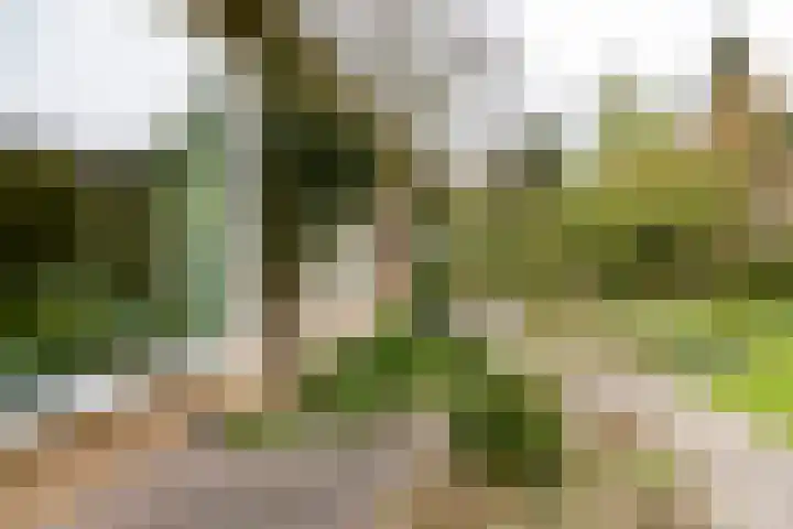 Rozenbos 3 a Rheden thumbnail 28