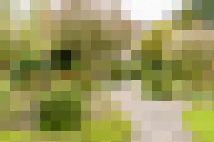 Rozenbos 3 a Rheden thumbnail 30
