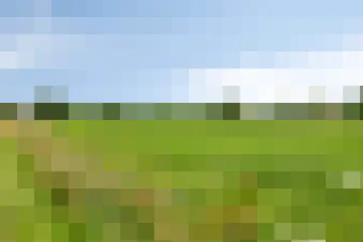 Rozenbottel 20 Borne thumbnail 37