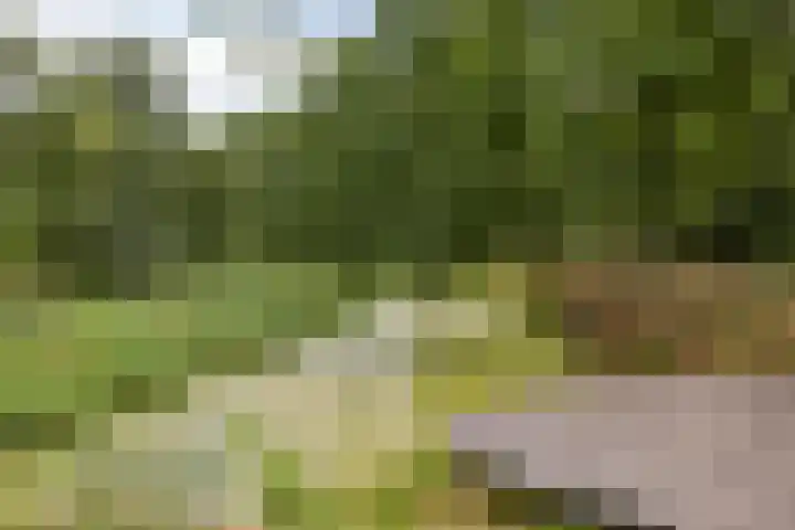 Rozenbottel 20 Borne thumbnail 39