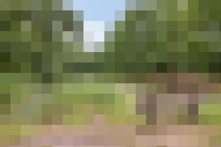Rozenbottel 20 Borne thumbnail 40