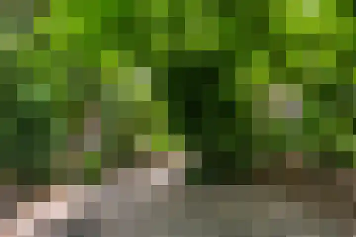 Rozenhof 1 Heythuysen thumbnail 31