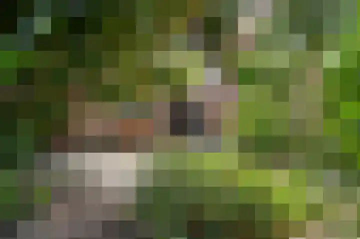 Rozenhof 1 Heythuysen thumbnail 32