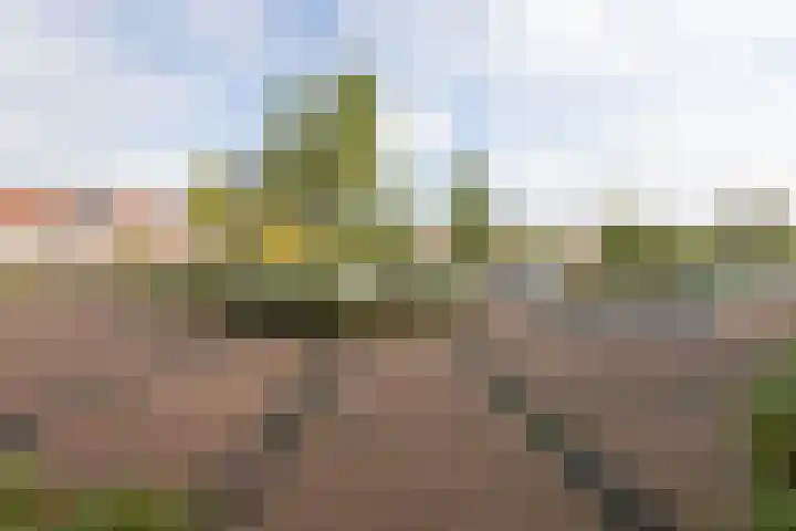 Rozenhof 120 Borne thumbnail 36