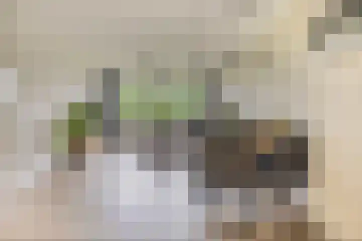 Rozenhof 88 Epe thumbnail 12