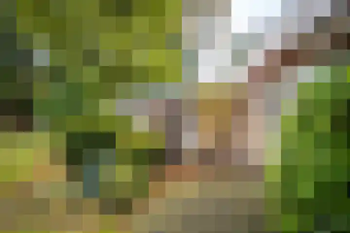 Rozenhoflaan 3 Epe thumbnail 19