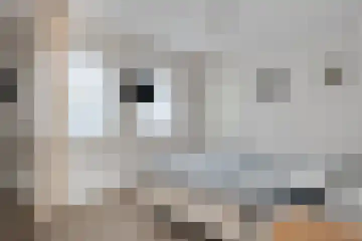 Rozenpas 1 a Kilder thumbnail 19