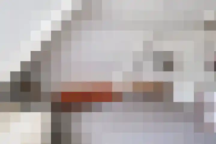 Rozenpas 1 a Kilder thumbnail 31
