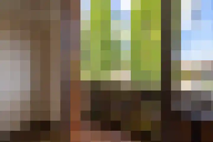 Rozenstraat 79 Didam thumbnail 34