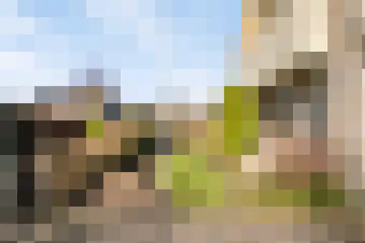 Rozentuin 27 Swifterbant thumbnail 37