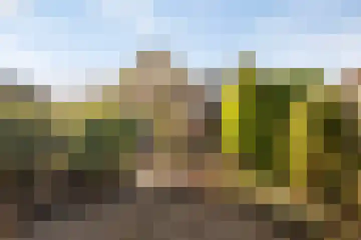 Rozentuin 27 Swifterbant thumbnail 4