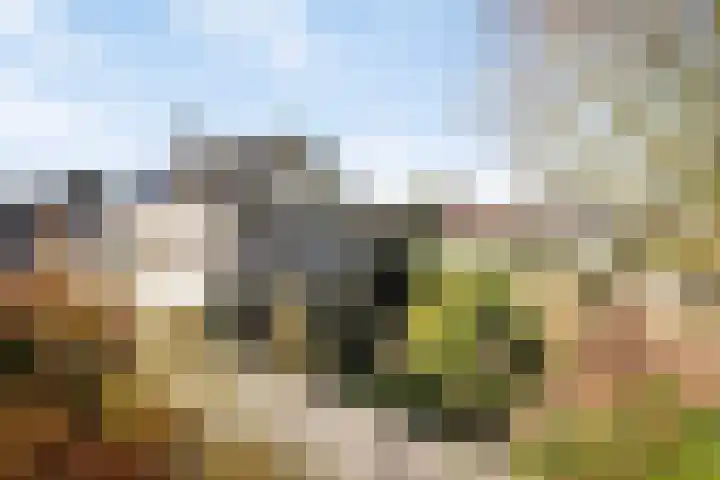 Rozentuin 27 Swifterbant thumbnail 43