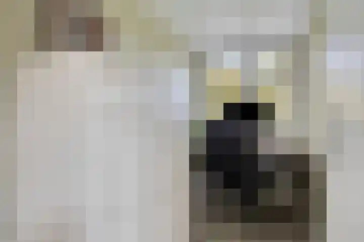 Ruinerbrink 178 Emmen thumbnail 15