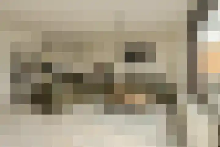 Ruissenbeemd 17 Breda thumbnail 8