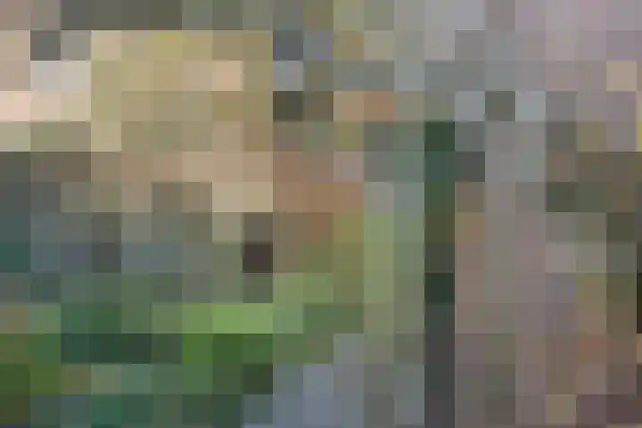 Ruitercamp 151 Houten thumbnail 12