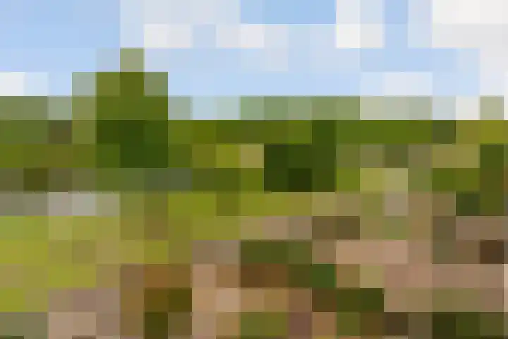 Ruitercamp 95 Houten thumbnail 36