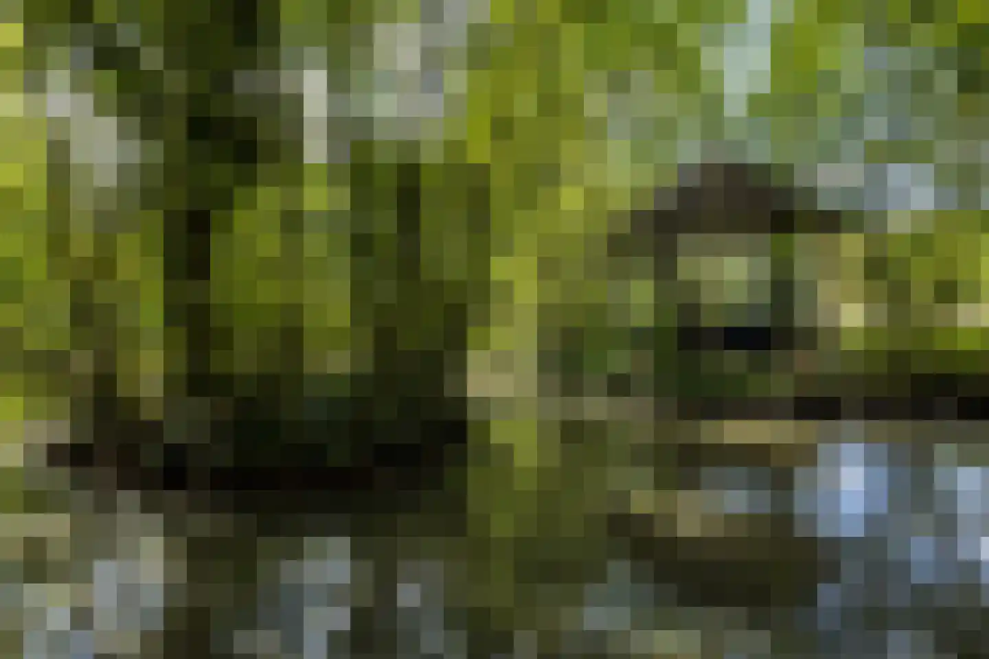 Ruscher 1 Schinveld thumbnail 49