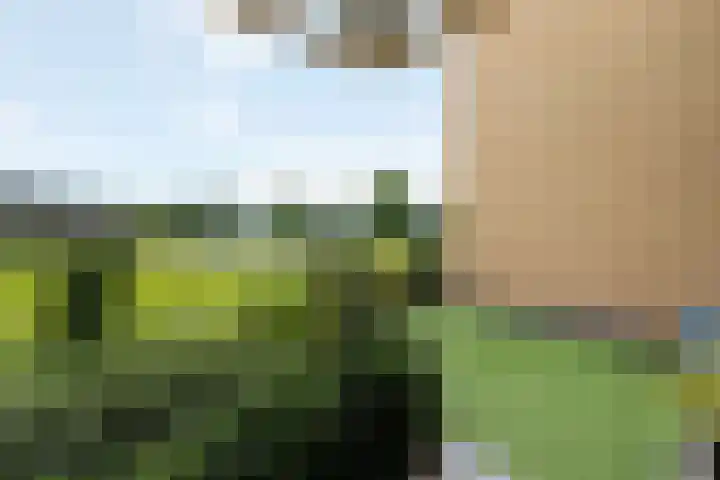 Rutenberg 46 Raalte thumbnail 8