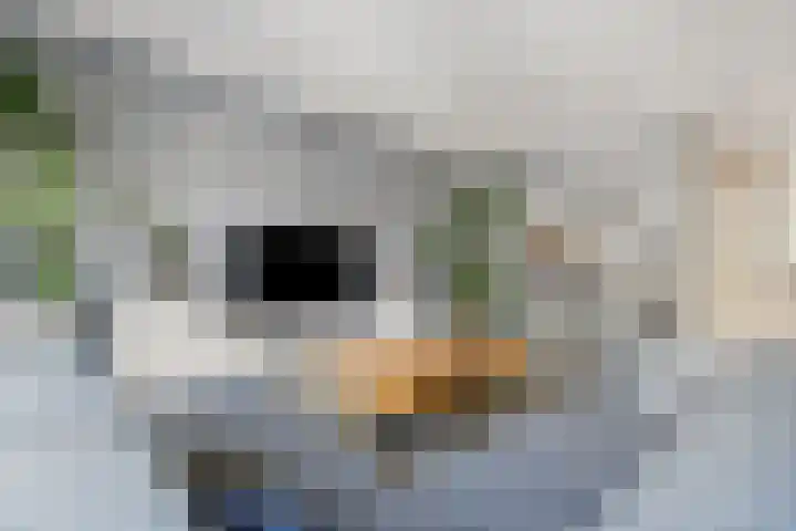 Rutenberg 5 Raalte thumbnail 5