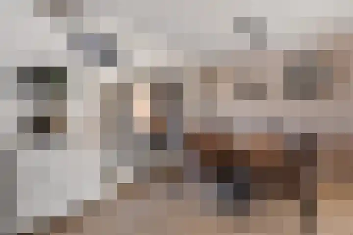 Ruusbroecgaarde 107 Oss thumbnail 10