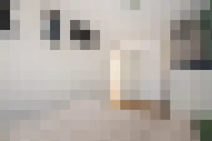 Ruusbroecgaarde 107 Oss thumbnail 27