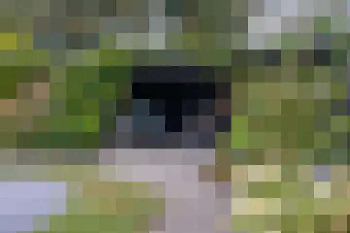 Rykswei 14 Kootstertille thumbnail 41