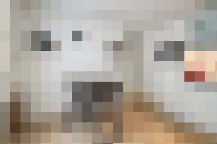 's-Gravenstraat 151 Clinge thumbnail 19