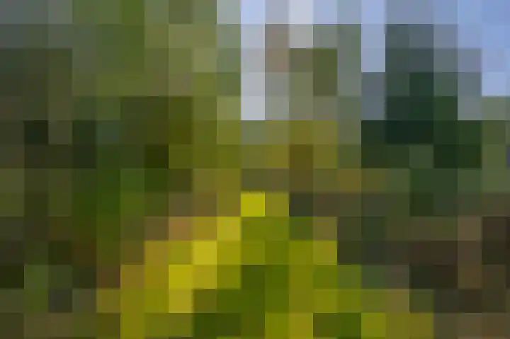 Saardijk 11 Sevenum thumbnail 29