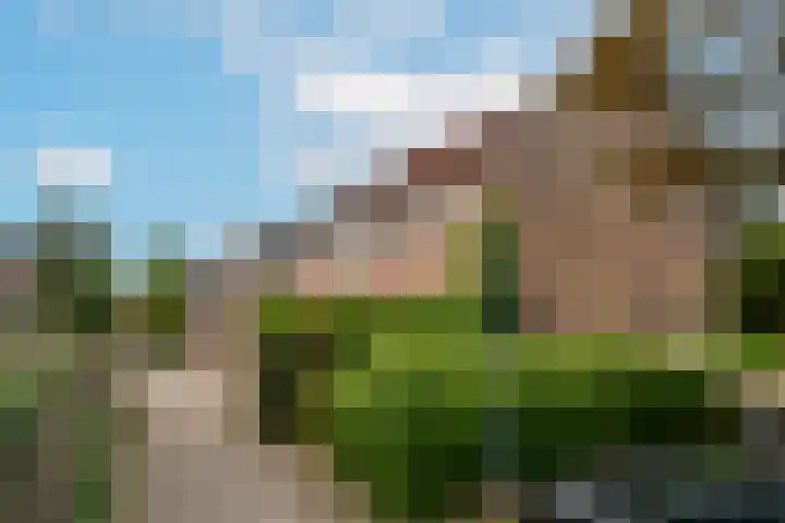 Saeftinge 97 Haarlem thumbnail 28