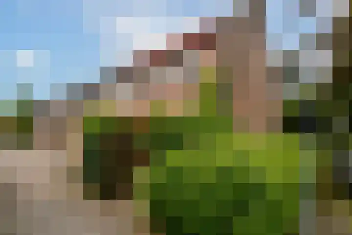 Saeftinge 97 Haarlem thumbnail 38