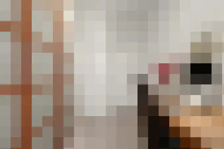 Saffierhorst 20 Den Haag thumbnail 17