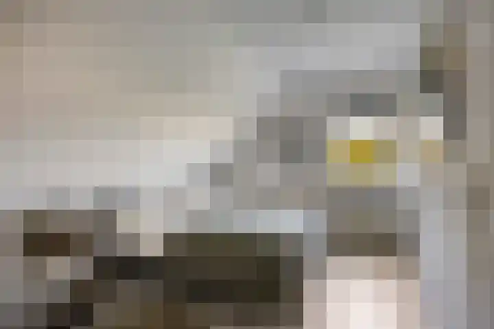 Saltshof 1243 Wijchen thumbnail 18