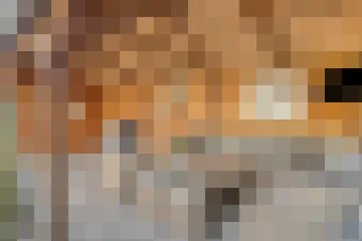 Saltshof 2808 Wijchen thumbnail 33