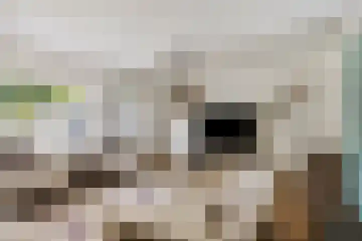 Sam Gewissies 52 Geldrop thumbnail 17