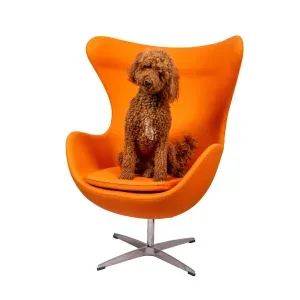 Foto van Sammy - De snuffel stagiaire