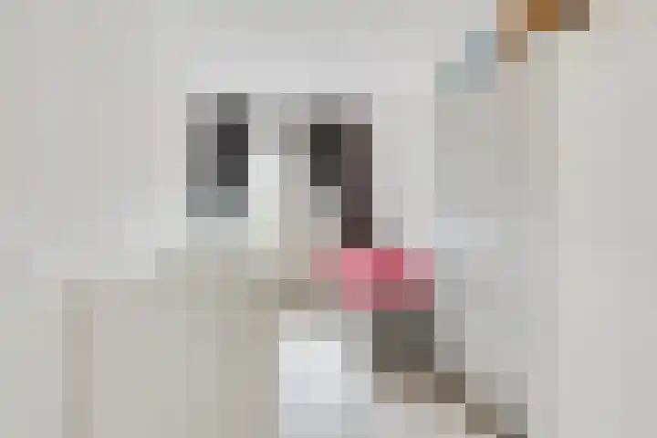 Saparua 77 Barneveld thumbnail 14