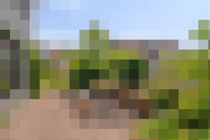 Sasdijk 2 Hulst thumbnail 24