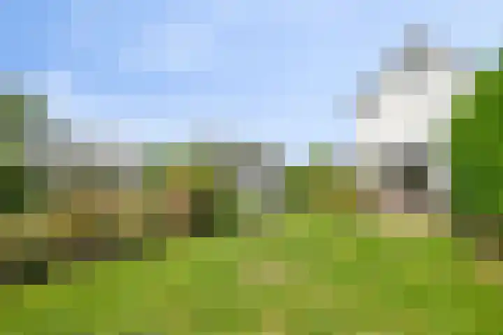 Sasdijk 2 Hulst thumbnail 29