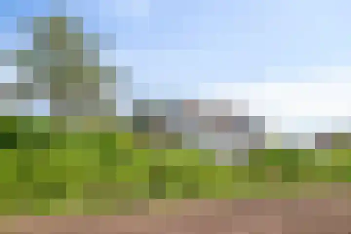 Sasdijk 2 Hulst thumbnail 30