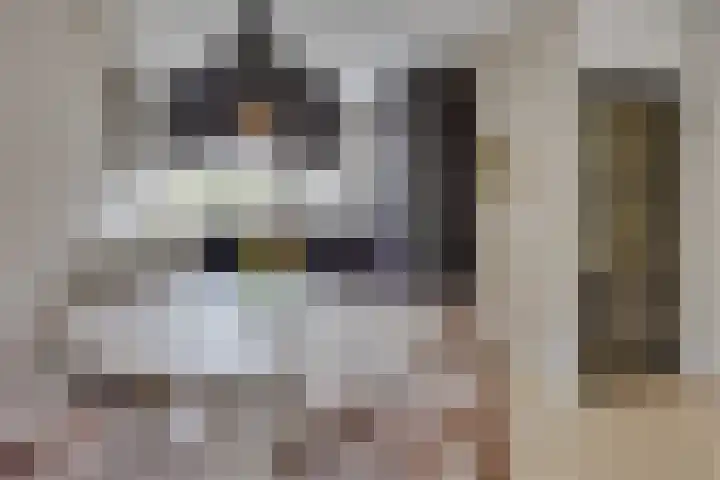 Schaapherder 7 Leusden thumbnail 7