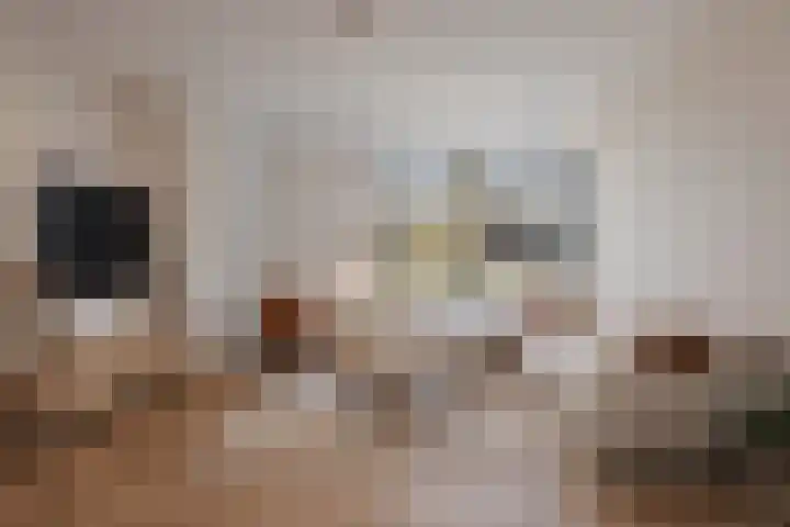 Schaapsdijk 1 a Loosbroek thumbnail 8