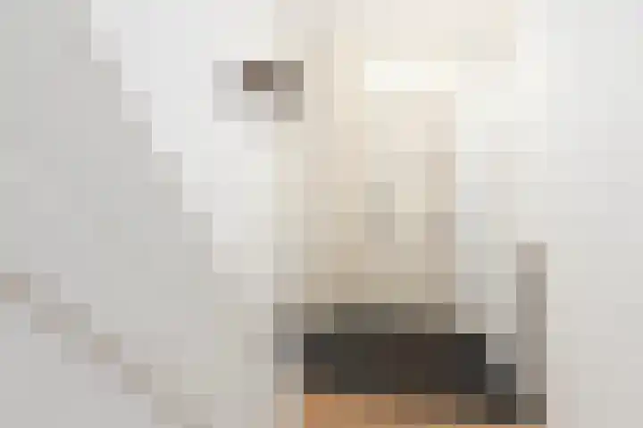 Schaapsdrift 3 Arnhem thumbnail 6