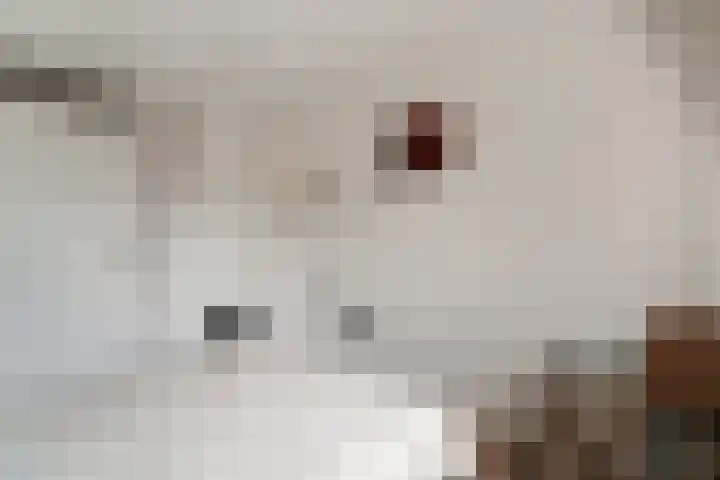 Schaapsdrift 91 Zevenaar thumbnail 33
