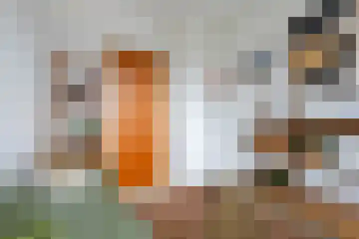 Schaapsheul 3 Gorinchem thumbnail 16