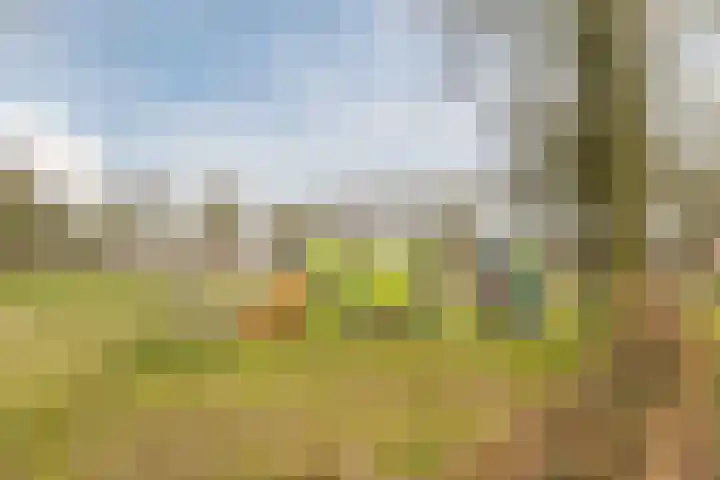 Schaapskuil 9 Bladel thumbnail 43