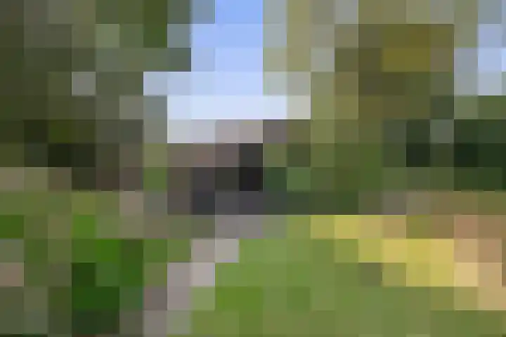 Schadewijk 3 Eersel thumbnail 47