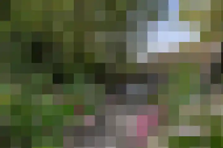 Schadewijk 3 Eersel thumbnail 48