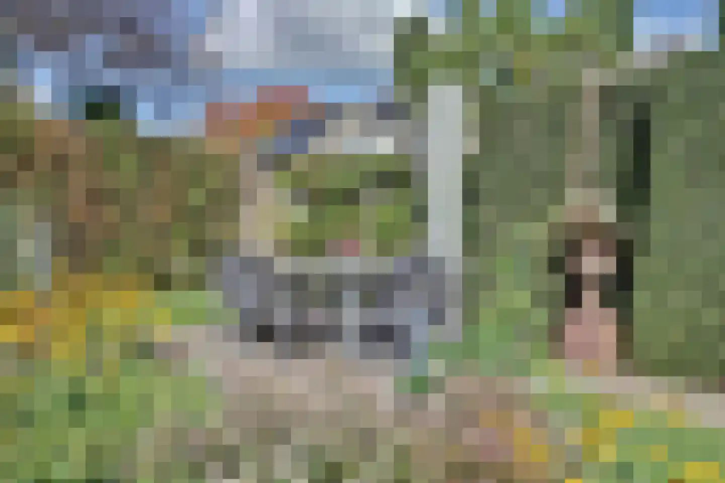 Schalluine 4 Reusel thumbnail 39