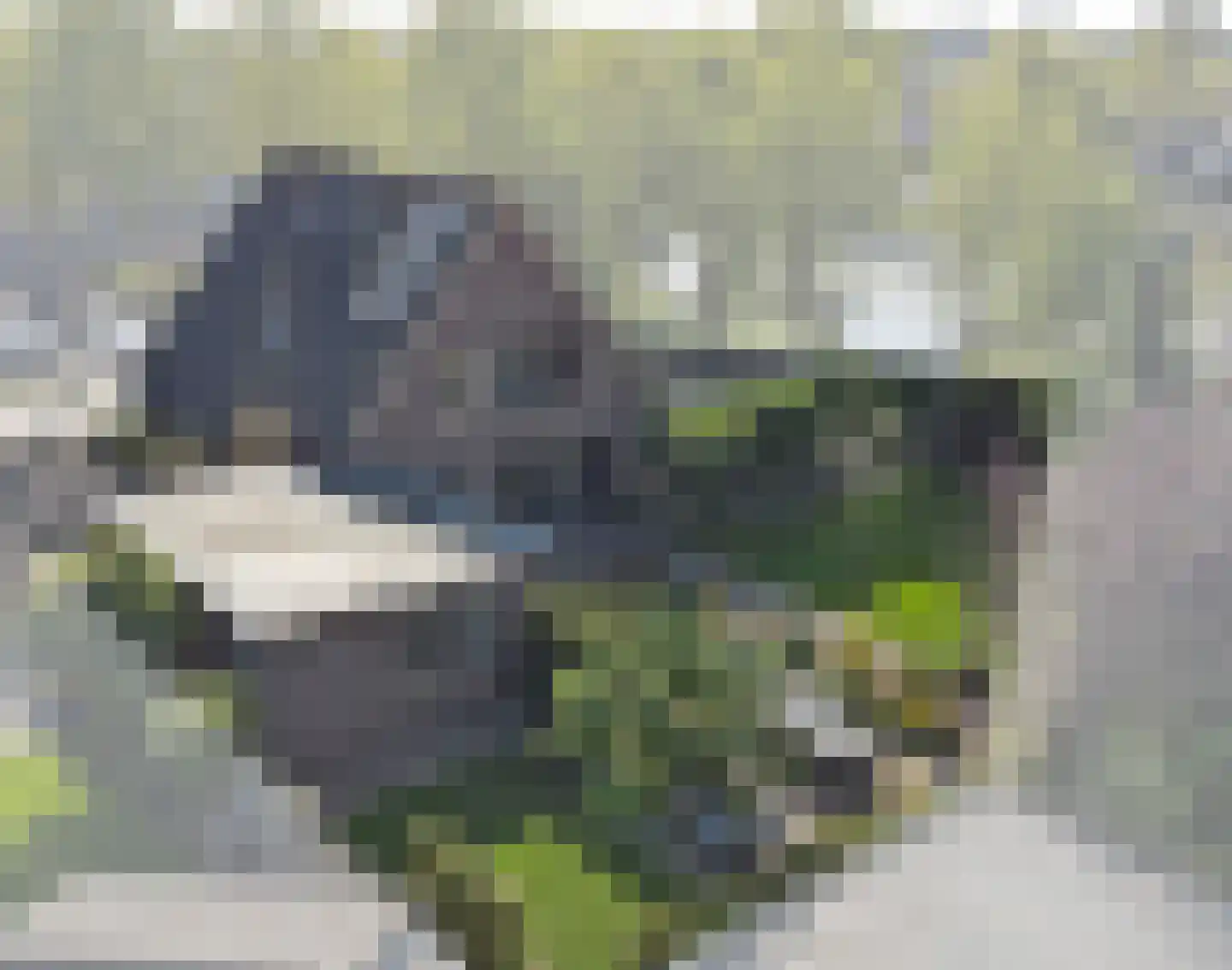 Schalluine 4 Reusel thumbnail 5